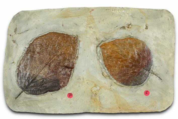 Plate with Two Fossil Leaves (Two Species) - Montana #377902